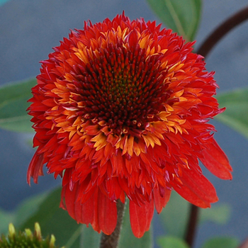 Echinacea 'Cinnamon Cupcake' PPAF PVR