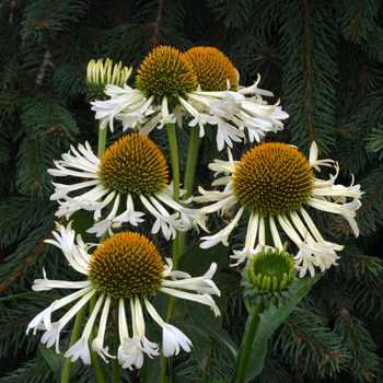 Echinacea 'Ferris Wheel' PPAF PVR