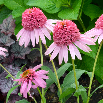 Echinacea Meteor™ 'Pink'