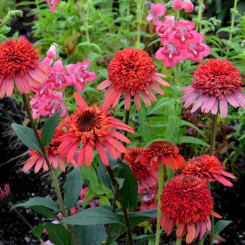 Echinacea 'Red' PP25060