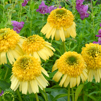 Echinacea Meteor™ 'Yellow'