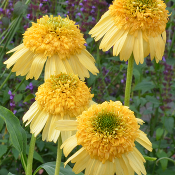 Echinacea 'Yellow' PP25149