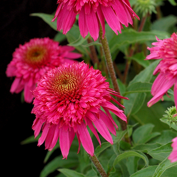 Echinacea Secret™ 'Secret Affair'