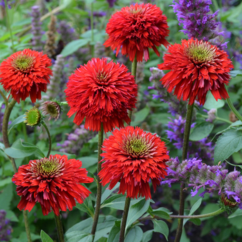 Echinacea Secret™ 'Secret Love'