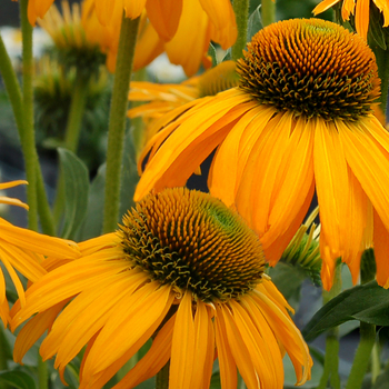 Echinacea 'Sunbird' PP24802