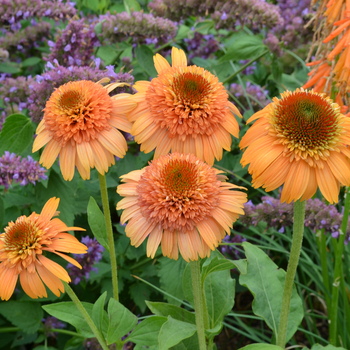 Echinacea purpurea 'Cantaloupe' PP24897