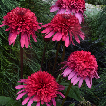 Echinacea Supreme™ 'Elegance'