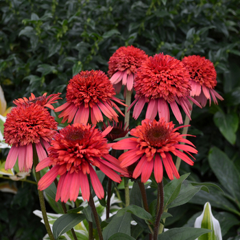 Echinacea Supreme™ 'Flamingo'