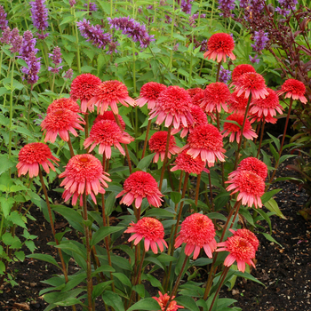 Echinacea 'Flamingo' PP24898