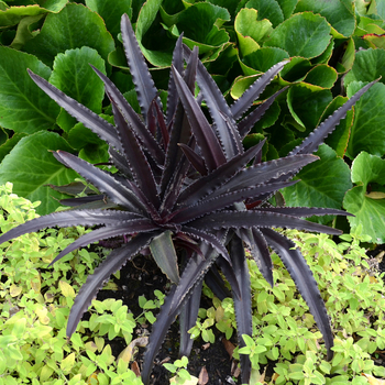 Eucomis 'Dark Star' 