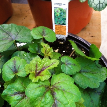 Heucherella 'Cumberland' PP23527