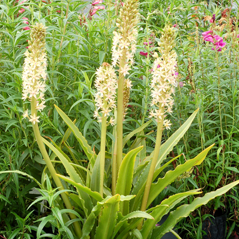 Eucomis 'Glow Sticks'