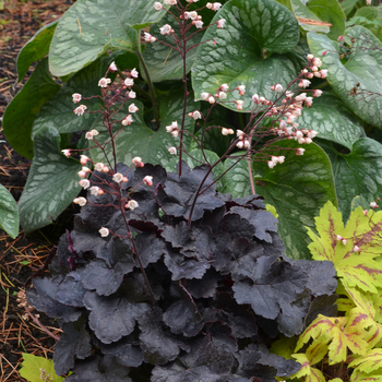 Heuchera Little Cuties™ 'Coco'