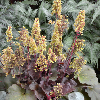 Heuchera 'Blondie' PP24564