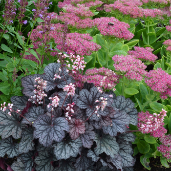 Heuchera Little Cuties™ 'Frost'