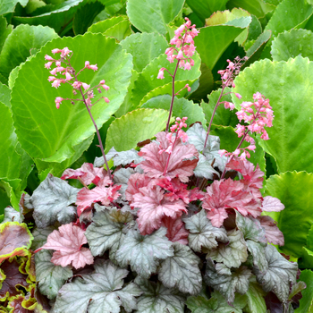 Heuchera Little Cutie™ 'Ginger Snap'