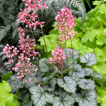 Heuchera Little Cuties™ 'Peppermint'