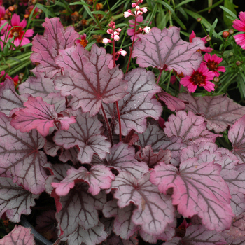 Heuchera Little Cuties™ 'Sugar Berry'