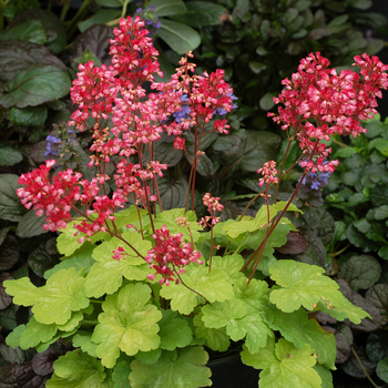 Heuchera 'Sweet Tart' PP24573