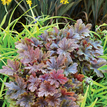 Heuchera 'Buttered Rum'