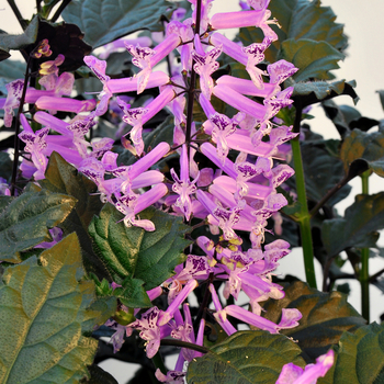 Plectranthus 'Velvet Elvis'