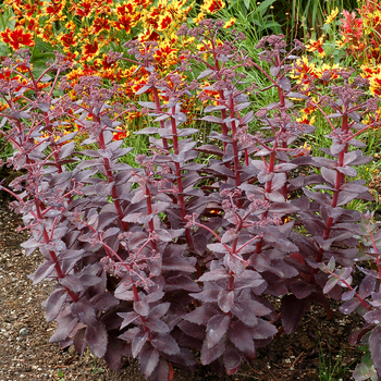 Sedum telephium Candy™ 'Cherry Truffle'