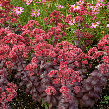 Sedum telephium 'Black' PP24902