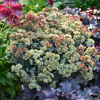 Sedum telephium 'Blonde' PPAF