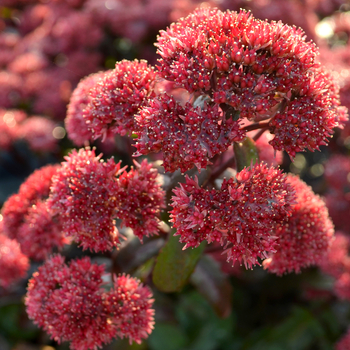 Sedum telephium Desert™ 'Red'