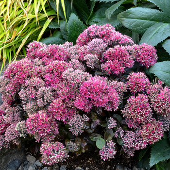 Sedum 'Dynomite'