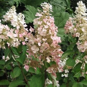 Hydrangea paniculata 'Chantilly Lace' 