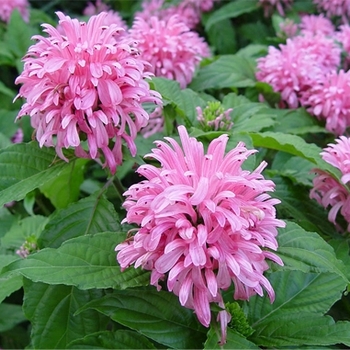 Justicia carnea