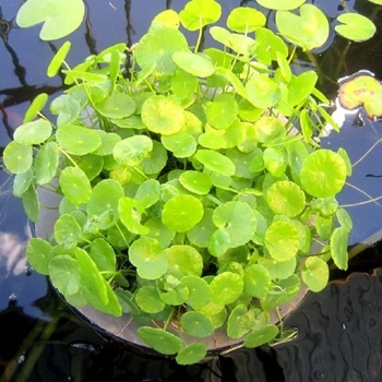 Hydrocotyle ranunculoides