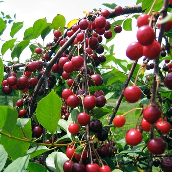 Prunus avium 'Black York' 