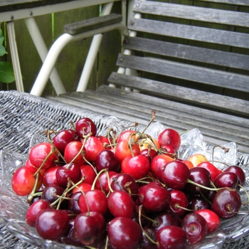 Prunus 'Danube' 