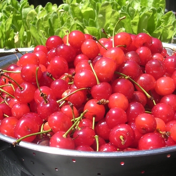 Prunus cerasus 'Jubileum' 