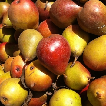 Pyrus communis 'Seckel' 