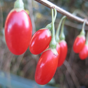 Lycium bararum 'Crimson Star' 