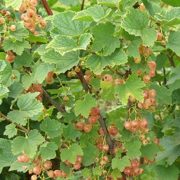 Ribes rubrum 'Pink Champagne' 