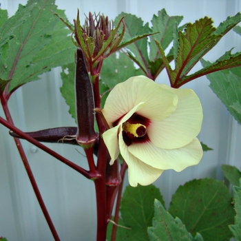 Abelmoschus esculentus 'Billy Bob Red' 