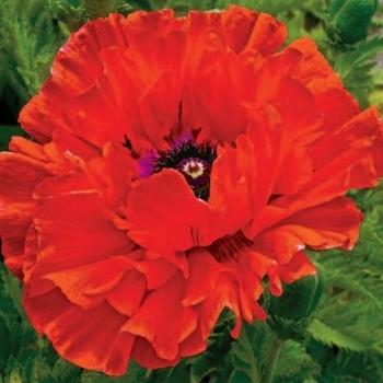 Papaver orientale 'Eye Catcher' 