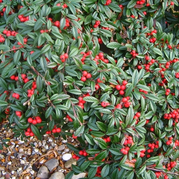 Cotoneaster salicifolia