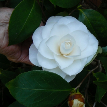 Camellia japonica 'White by the Gate' 