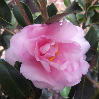 Camellia sasanqua 'Cotton Candy' 