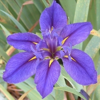 Iris 'Delta Star' 