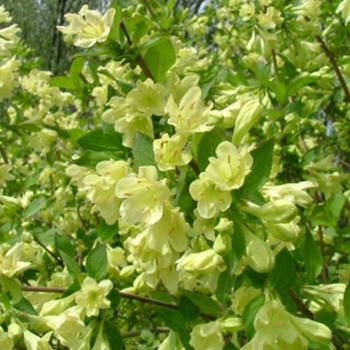 Weigela florida 'Lemon Ice™' 'Lemiczam'