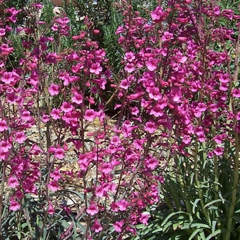 Penstemon parryi