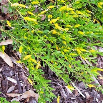 Eremophila glabra 'Mingenew Gold' 