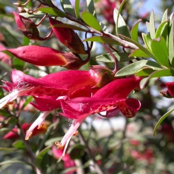 Eremophila maculata