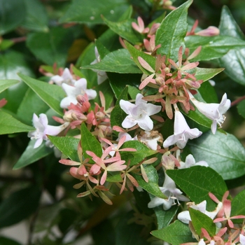 Abelia x grandiflora 'Little Richard' 